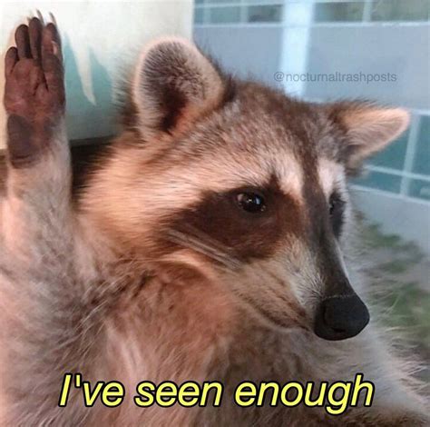 racoon meme